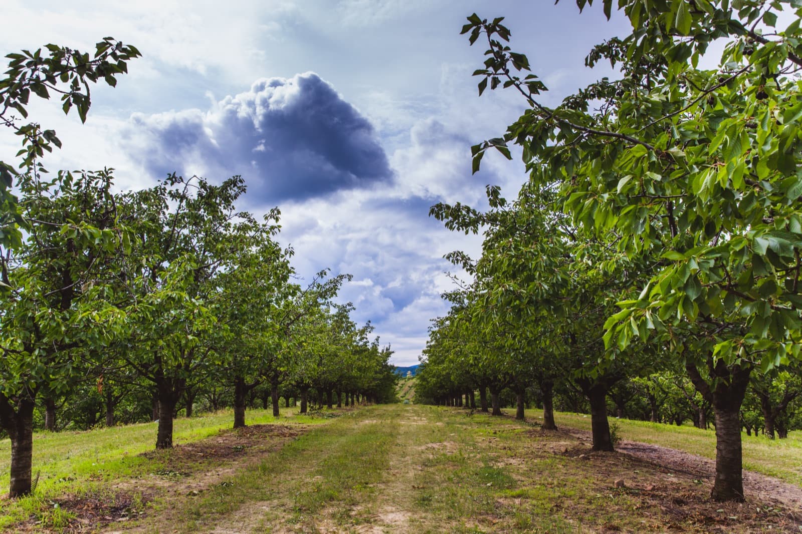 Cherry trees heavy with fruit in orchard rows
